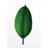 Komar Wandbild Ficus Leaf 50 x 70 cm* Poster