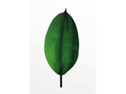 Komar Wandbild Ficus Leaf 50 x 70 cm* Poster