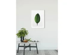 Komar Wandbild Ficus Leaf 50 x 70 cm* Poster