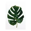 Komar Wandbild Monstera Leaf 30 cm x 40 cm* Poster