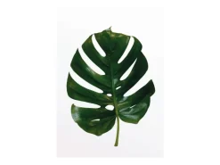 Komar Wandbild Monstera Leaf 30 cm x 40 cm* Poster