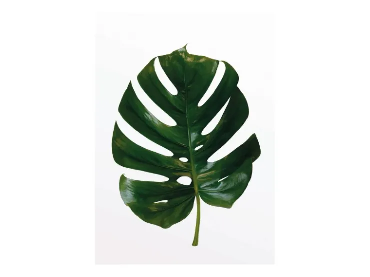 Komar Wandbild Monstera Leaf 30 cm x 40 cm* Poster