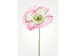 Komar Wandbild Poppy 50 x 70 cm* Bilder