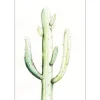 Komar Wandbild Saguaro Watercolor 30 x 40 cm* Bilder