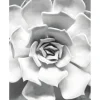 Komar Wandbild Succulent Closeup 40 x 50 cm* Bilder