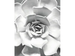 Komar Wandbild Succulent Closeup 40 x 50 cm* Bilder