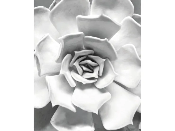 Komar Wandbild Succulent Closeup 40 x 50 cm* Bilder