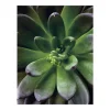 Komar Wandbild Succulent Single 40 cm x 50 cm