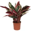 GROW by OBI Korbmarante "Triostar" Höhe ca. 50 - 55 cm Topf-Ø ca. 14 cm