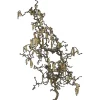 Korkenzieherhasel "Contorta" Zweige Länge ca. 100 cm