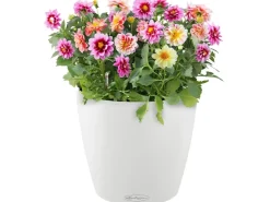 Lechuza ® Pflanzgefäß Classico Color 18 Ø 18 cm* Regal Weiß