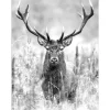 Pro Art Leinwandbild Basic Anonymus Grey Deer Head II 77 cm x 57 cm* Bilder