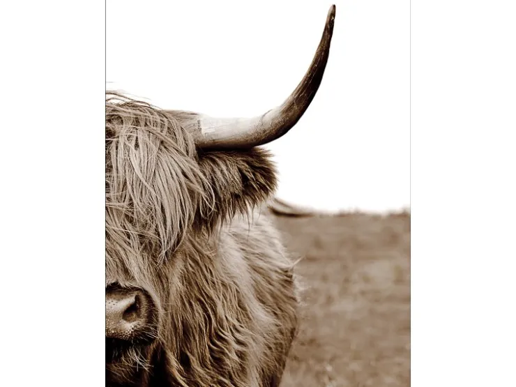 Pro Art Leinwandbild Basic Anonymus Scott. Highland Cattle ll 77 cm x 57 cm
