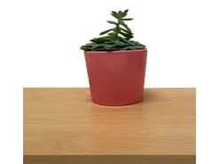 Möbelbauplatte 260 cm x 20 cm x 1,9 cm* Regalsysteme