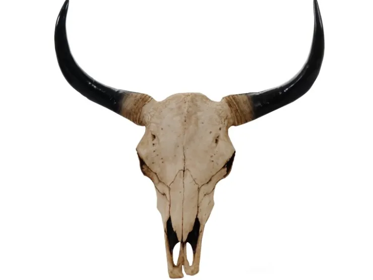MCW Deko Schädel 45cm T454 Stier Naturfarben* Dekorative Figuren