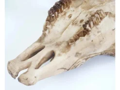 MCW Deko Schädel T454 Longhorn Tribal* Dekorative Figuren