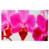 MCW Glasbild T117 40x60cm Orchidee