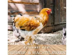 MeineHennen HENNEN VITAL 30 Kg Premium Hühnerfutter und Wachtelfutter Körnerfutter Geflügelfutter Hennenfutter Alleinfutter für Hühner