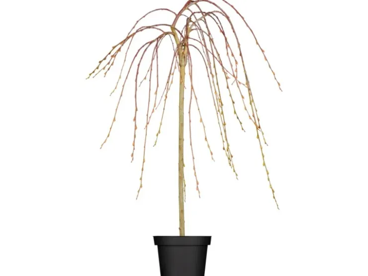 GROW by OBI OBI Hängende Kätzchenweide "Pendula" Gelb Höhe ca. 50-60 cm Topf ca. 3,5 l Salix* Weitere Regale