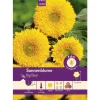 Pabst Keimkraft Sonnenblume Big Bear Saatgut* Vasen