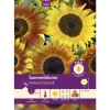 Pabst Keimkraft Sonnenblume Herbstschönheit Saatgut* Vasen