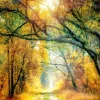 Pro Art Bild Canvas-Art Sunset In The Forest II 120 cm x 90 cm* Bilder