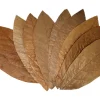 Proflora Cacao Blätter Groß* Terraristik