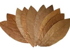 Proflora Cacao Blätter Groß* Terraristik
