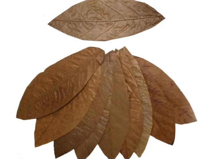 Proflora Cacao Blätter Groß* Terraristik