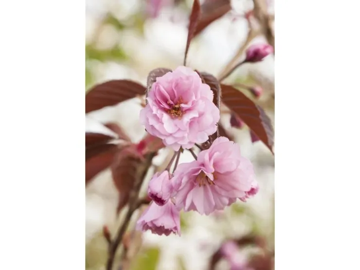 Prunus Serrulata Royal Burgundy Zierkirsche Dunkelrosa 60–100 cm* Farbtester