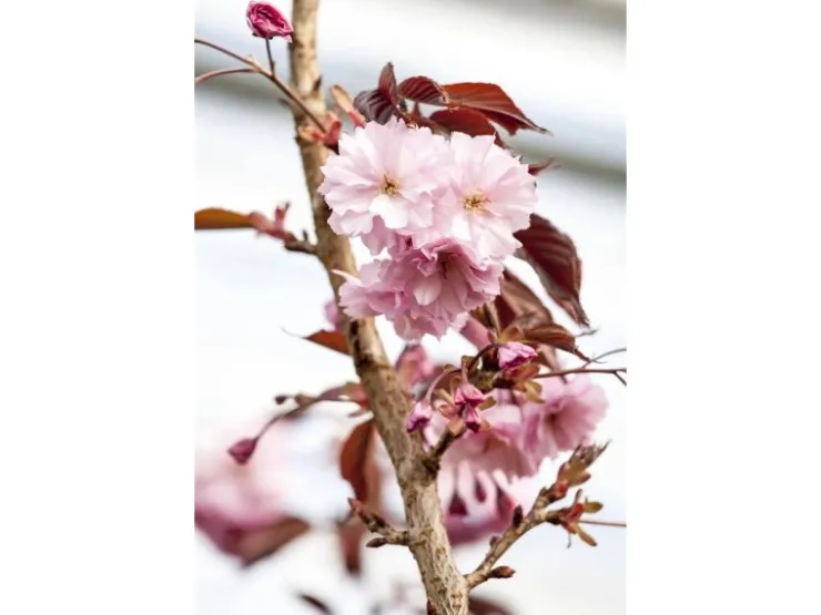 Prunus Serrulata Royal Burgundy Zierkirsche Dunkelrosa 60–100 cm* Farbtester