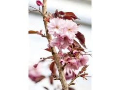 Prunus Serrulata Royal Burgundy Zierkirsche Dunkelrosa 40–60 cm