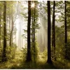 Sanders & Sanders Fototapete Bewaldete Landschaft Grün 360 x 270 cm 600416* Fototapeten