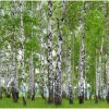 Sanders & Sanders Fototapete Bewaldete Landschaft Grün 360 x 270 cm 600417* Fototapeten
