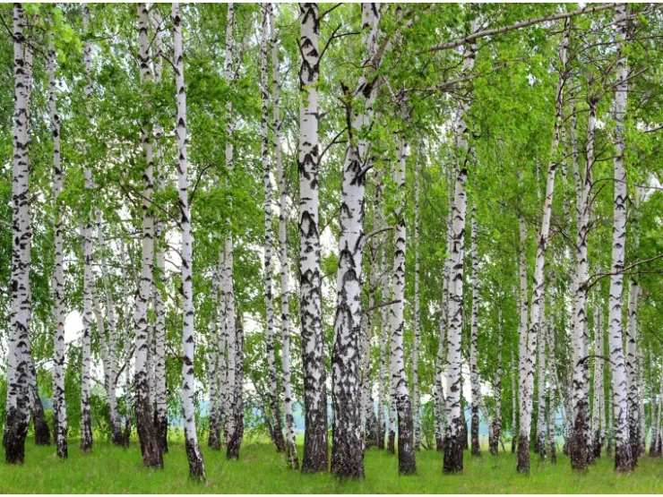 Sanders & Sanders Fototapete Bewaldete Landschaft Grün 360 x 270 cm 600417* Fototapeten