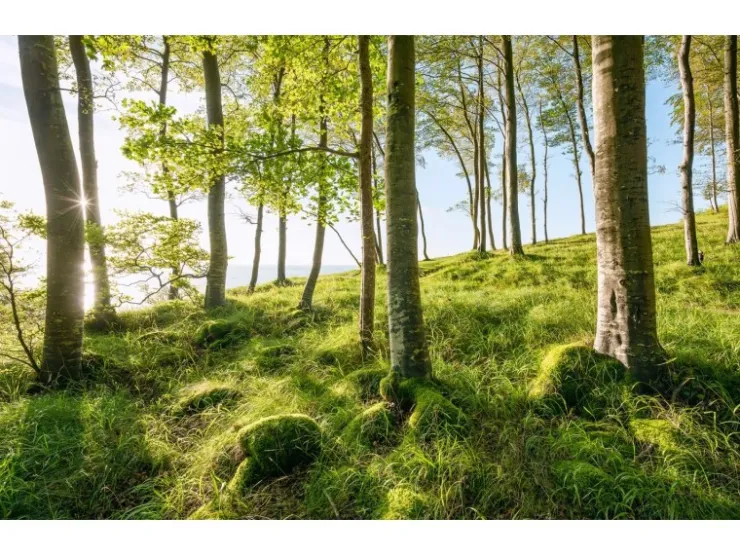 Sanders & Sanders Fototapete Landschaft Grün und Blau 450 x 280 cm 612683* Fototapeten