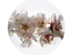 Sanders & Sanders Selbstklebende Runde Tapete Blumen Weiß und Rosa Ø 140 cm 601130* Wandtattoos