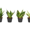 Sansevierie "Easy Care" Trifiscata-Sorten Topf-Ø ca. 6 cm Sansevieria trifiscata* Weitere Regale