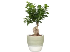 Scheurich Übertopf 950 Ø 14 cm x 13 cm Hellgrün* Kommode