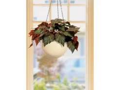 Scheurich Hängeampel 845 Ø 18 cm Creme* Vasen