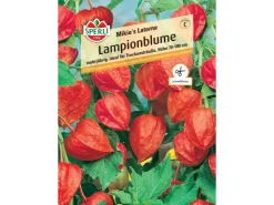 Sperli Lampionblume "Mikie's Laterne" Physalis alkekengi