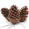 Tannenzapfen am Draht 10-14 cm Natur* Kunstpflanzen