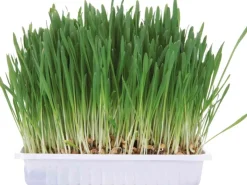 Trixie Nager-Snack Kleintiergras 100 g* Kleintierbedarf