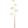 Trockenblume Achillea* Vasen