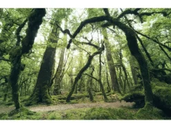 Komar Vlies Fototapete Ancient Green 450x280 cm