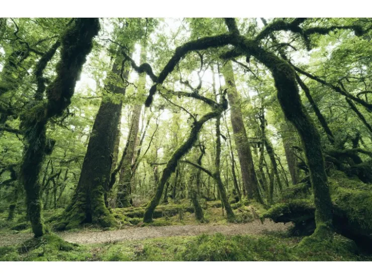 Komar Vlies Fototapete Ancient Green 450x280 cm