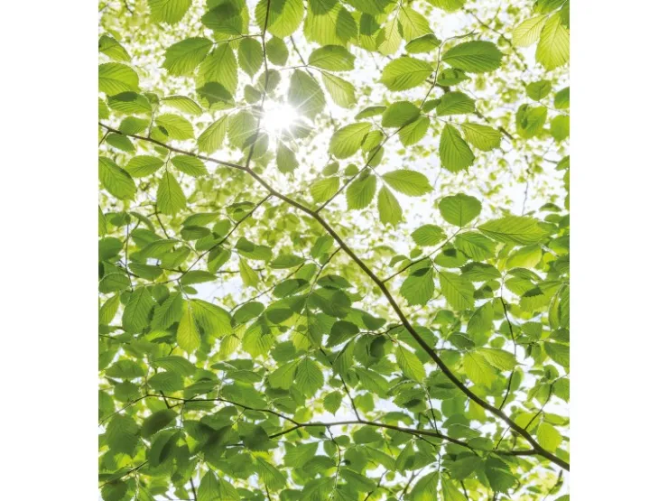 Komar Vlies Fototapete Im Frühlingswald 250x280 cm* Fototapeten