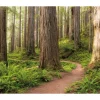Komar Vlies Fototapete Redwood Trail 450x280 cm* Fototapeten